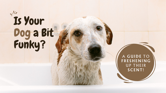 Is your dog a bit funky? A guide to freshening up their scent!